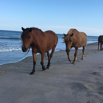 Beach Horses